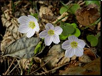 Oxalis acetosella