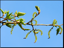 Populus x canadensis