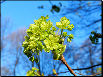 Acer platanoides