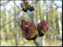 Fraxinus excelsior