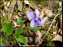 Viola reichenbachiana