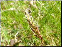 Anthoxanthum odoratum