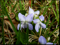 Viola riviniana