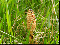 Equisetum arvense