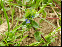 Veronica arvensis