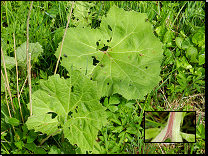 Petasites hybridus