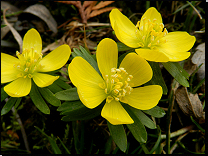 Eranthis hyemalis