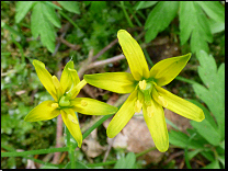 Gagea lutea