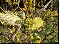 Salix aurita