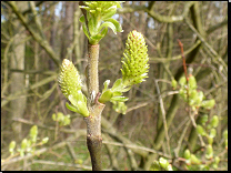 Salix cinerea