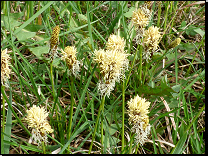 Carex caryophyllea