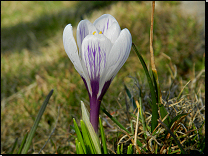 Crocus vernus