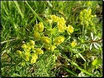 Euphorbia cyparissias