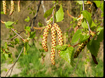 Betula pendula