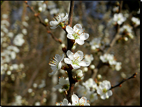 Prunus spinosa