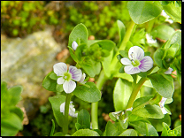 Veronica serpyllifolia