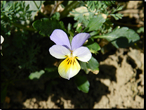 Viola tricolor