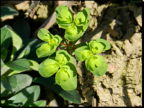 Euphorbia helioscopia