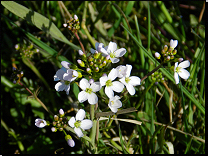 Cardamine pratensis