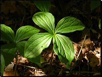 Paris quadrifolia