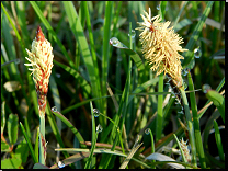 Carex panicea