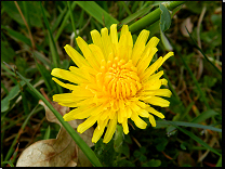 Taraxacum sect. Ruderalia