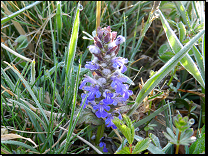 Ajuga reptans