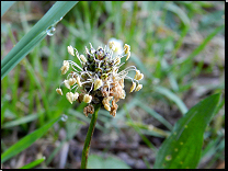 Plantago lanceolata