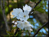 Prunus avium