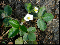 Fragaria vesca