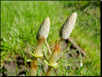 Equisetum sylvaticum