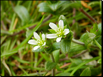 Cerastium holosteoides subsp. triviale