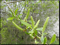 Salix fragilis