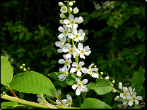 Prunus padus