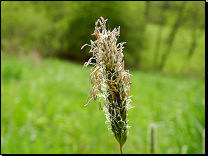 Alopecurus pratensis