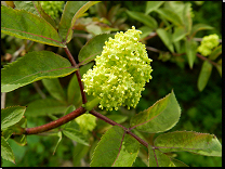 Sambucus racemosa