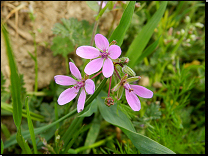 Erodium cicutarium