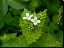 Alliaria petiolata