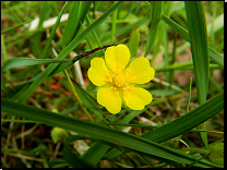 Potentilla tabernaemontani