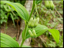 Polygonatum multiflorum