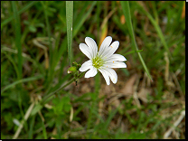 Cerastium arvense