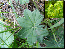 Alchemilla glaucescens