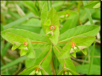 Euphorbia dulcis