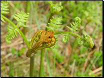 Pteridium aquilinum