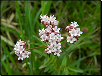 Valeriana dioica