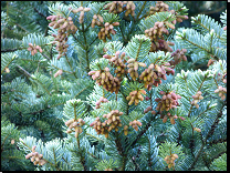 Abies alba