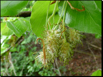 Fagus sylvatica