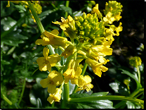 Barbarea vulgaris