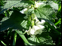 Lamium album