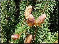 Picea abies